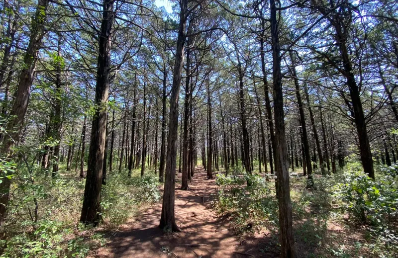 Unnaturally Perfect Tree Alignment