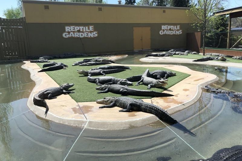 Marvel at Reptile Gardens