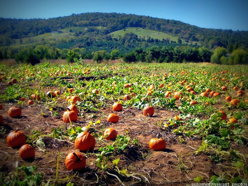 Great Country Farms, Bluemont, Virginia