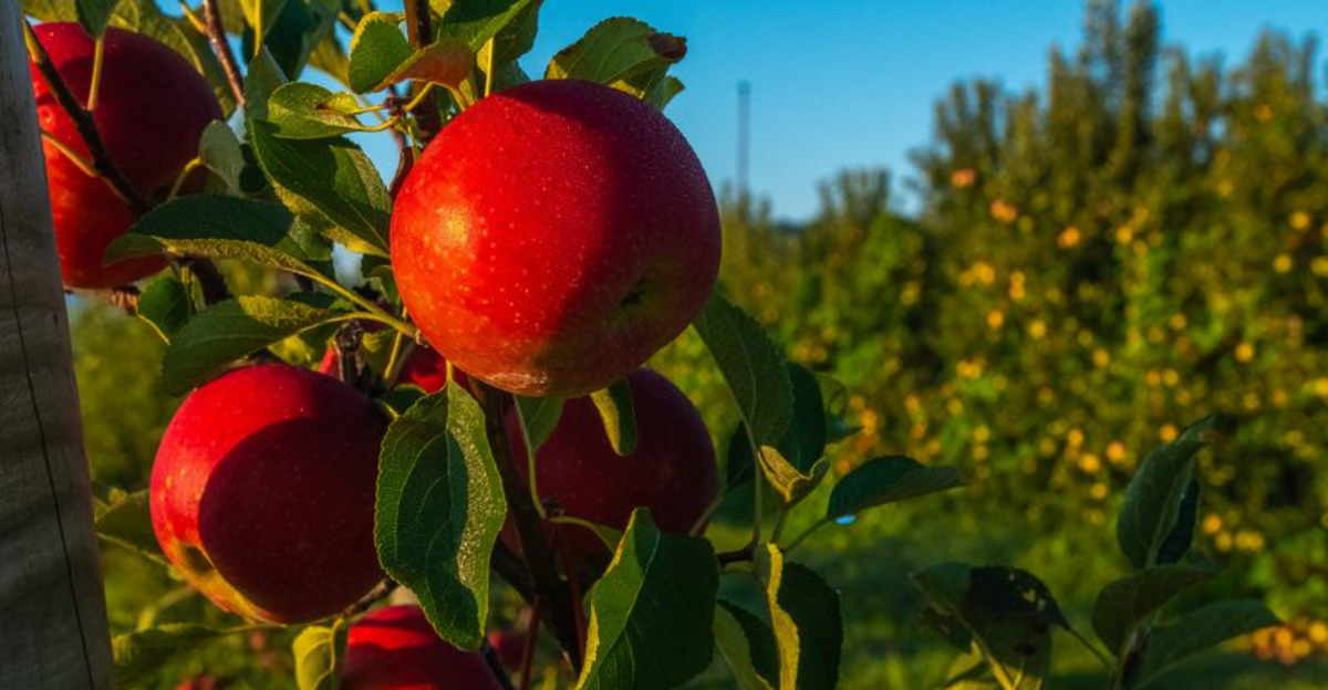 The 20 Top Apple-Picking Destinations In America This Fall