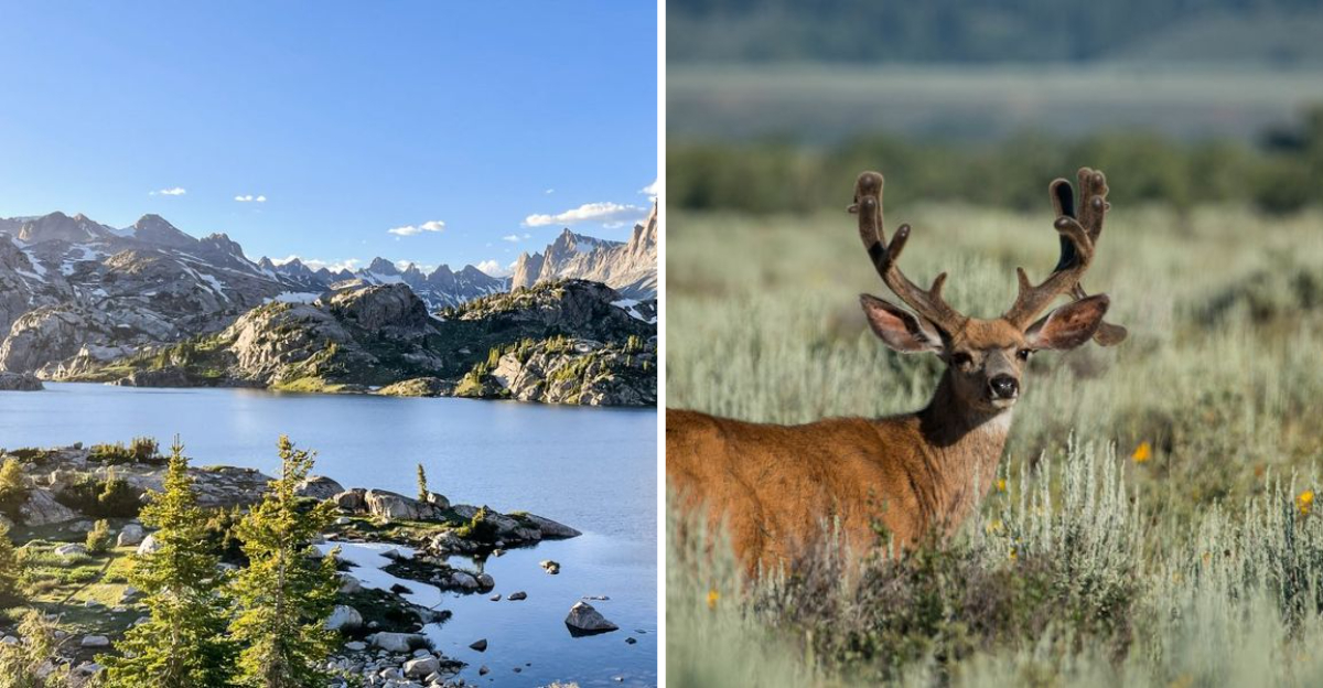 The Best Places To See Mule Deer Roaming Free In Wyoming’s Great Outdoors