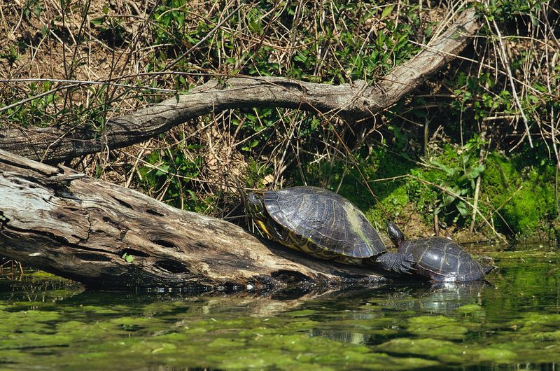 Natural Wildlife Haven