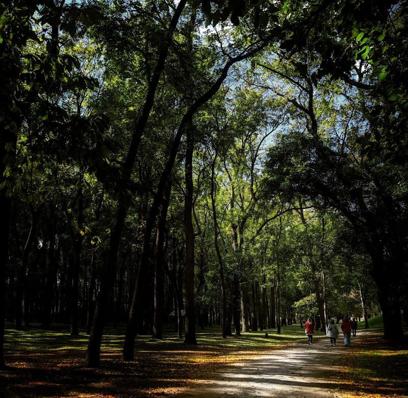 Picnicking Among Ancient Trees