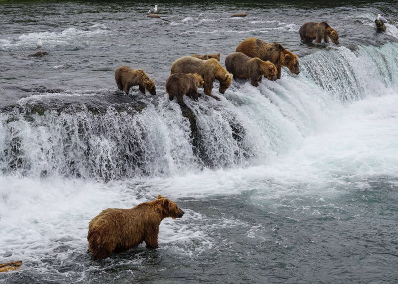 World Famous Brown Bear Viewing Paradise