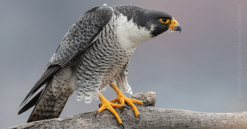 Safety and Wildlife Considerations