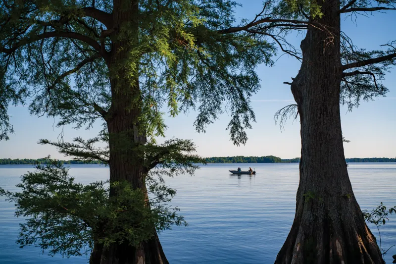 Reelfoot Lake: Cypress Tree Wonderland