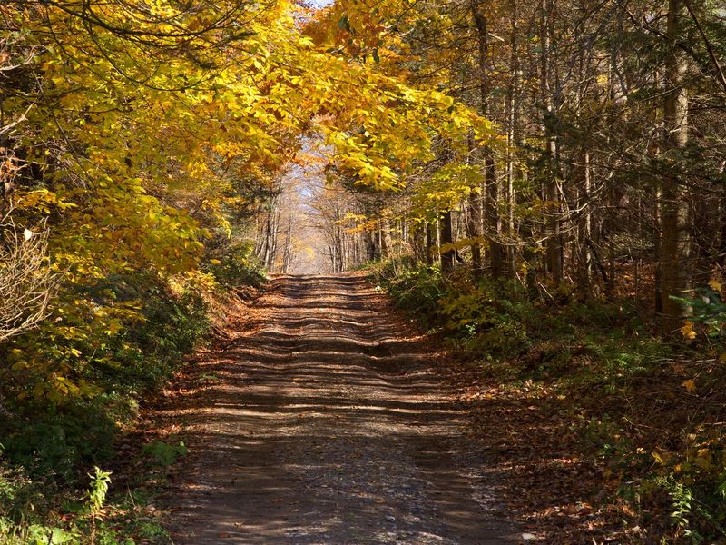 Bear Swamp — A Trail Through the Seasons