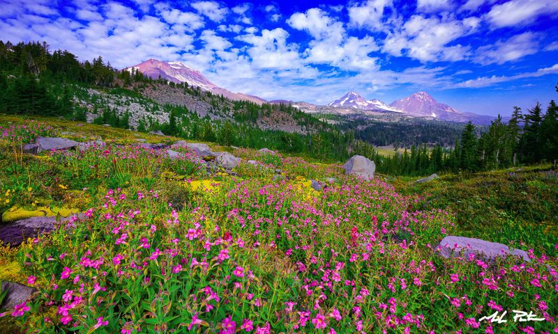 Spring Wildflowers And Sculpted Granite