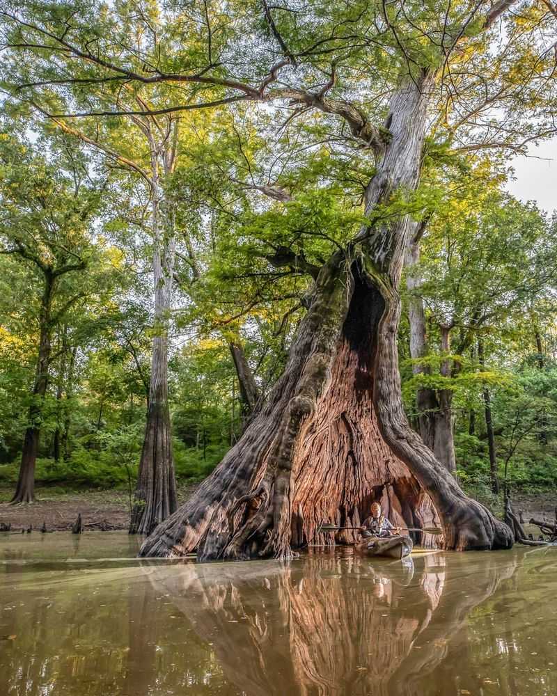 A Tree That Carries Centuries of History
