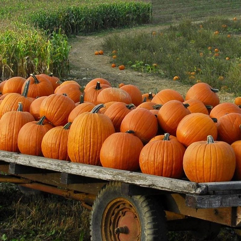 Johnson's Orchard