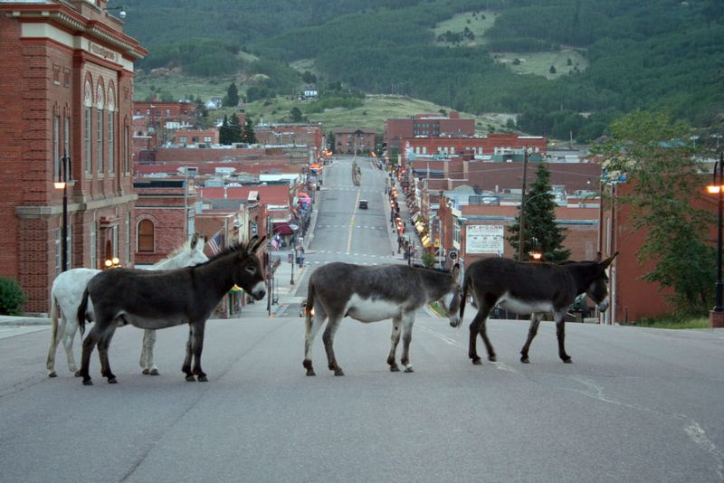 Wild Donkey Encounters On Main Street
