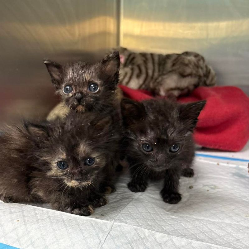 Supporting Feline Rescue Efforts