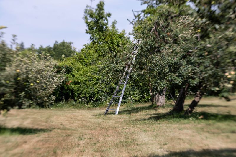 Historic Varieties at Weston's Antique Orchard