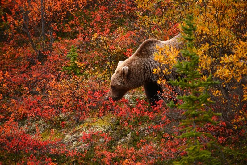 Kodiak