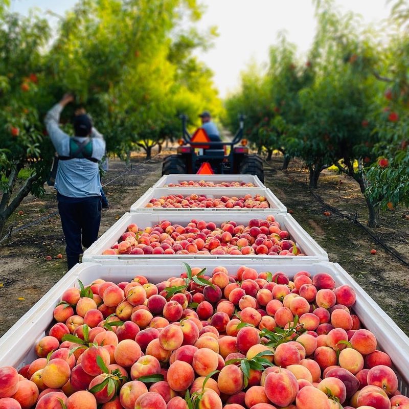 Georgia Peach Festival