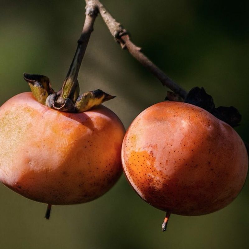 Persimmons