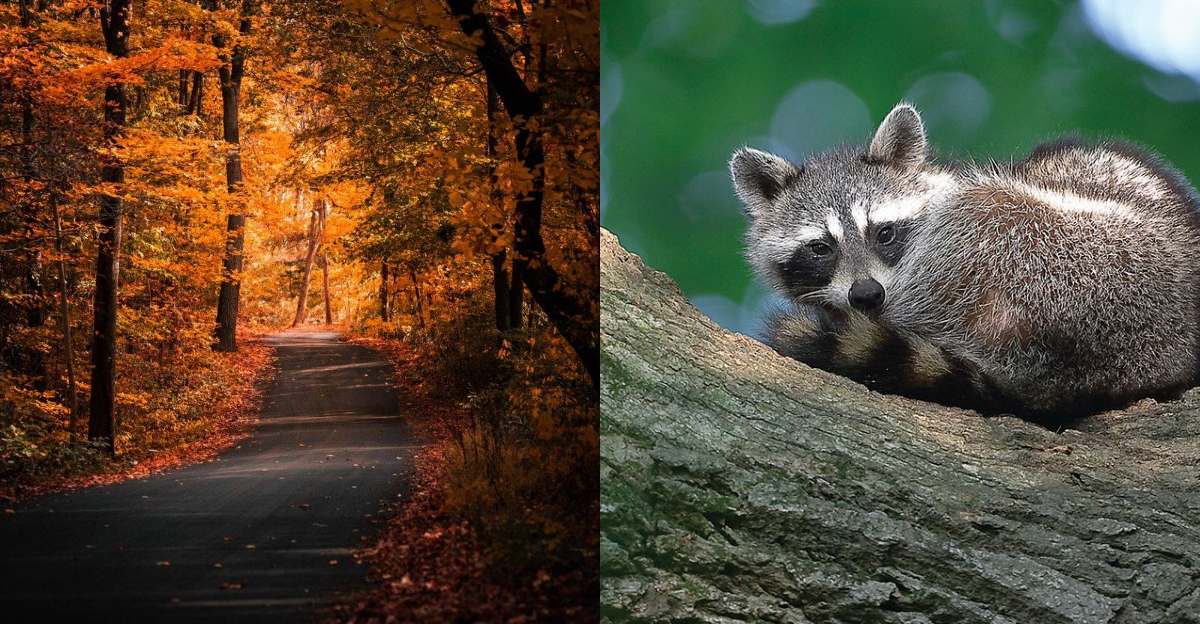 reasons this Aiken State Park deserves a weekend on your calendar