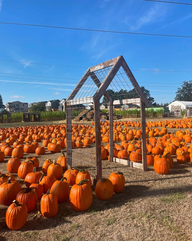 Yesteryear Pumpkin Patch