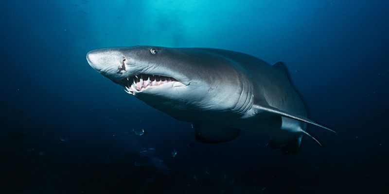 Shark-Tastic Adventures