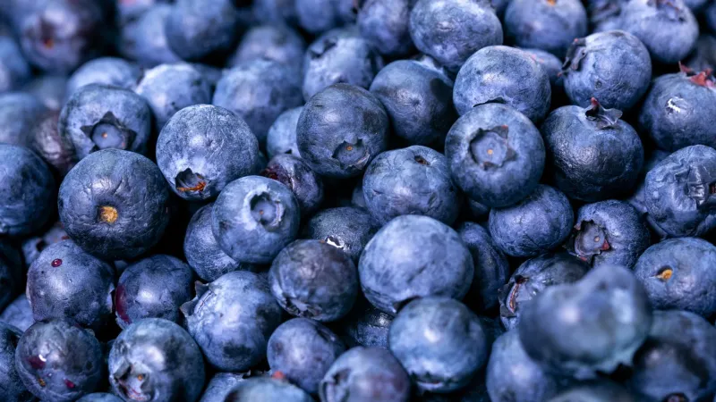 Maine Blueberries Bursting with Antioxidants