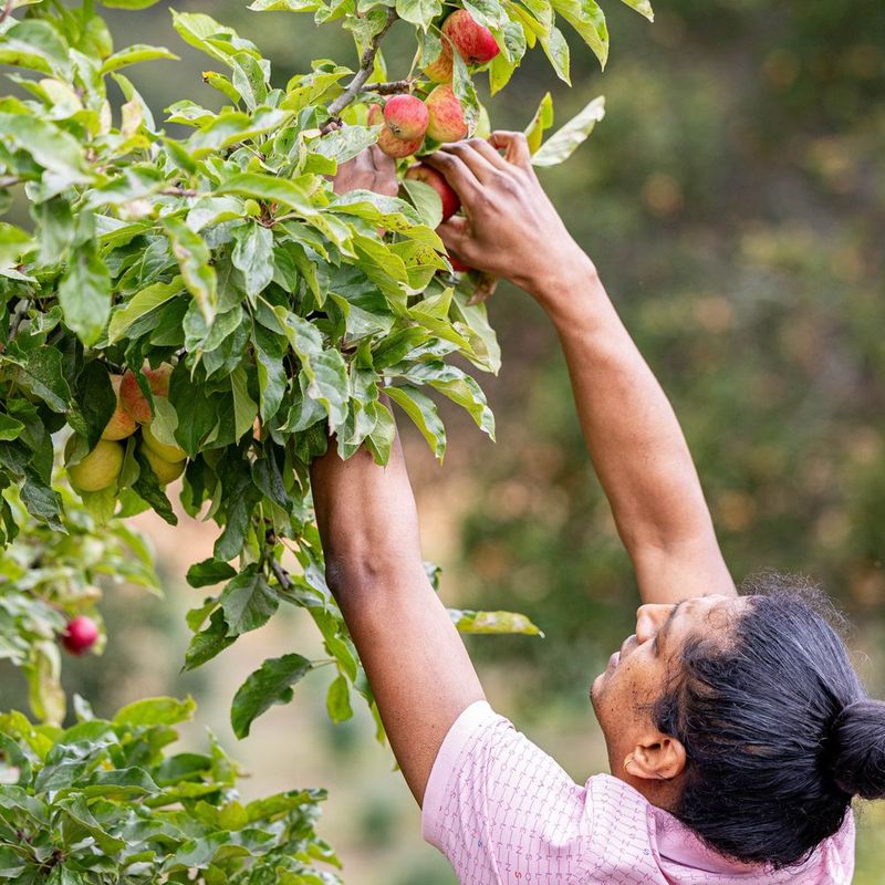 Clearview Orchards (California)