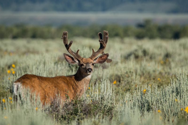 Grand Teton National Park Meadows And Forest Edges