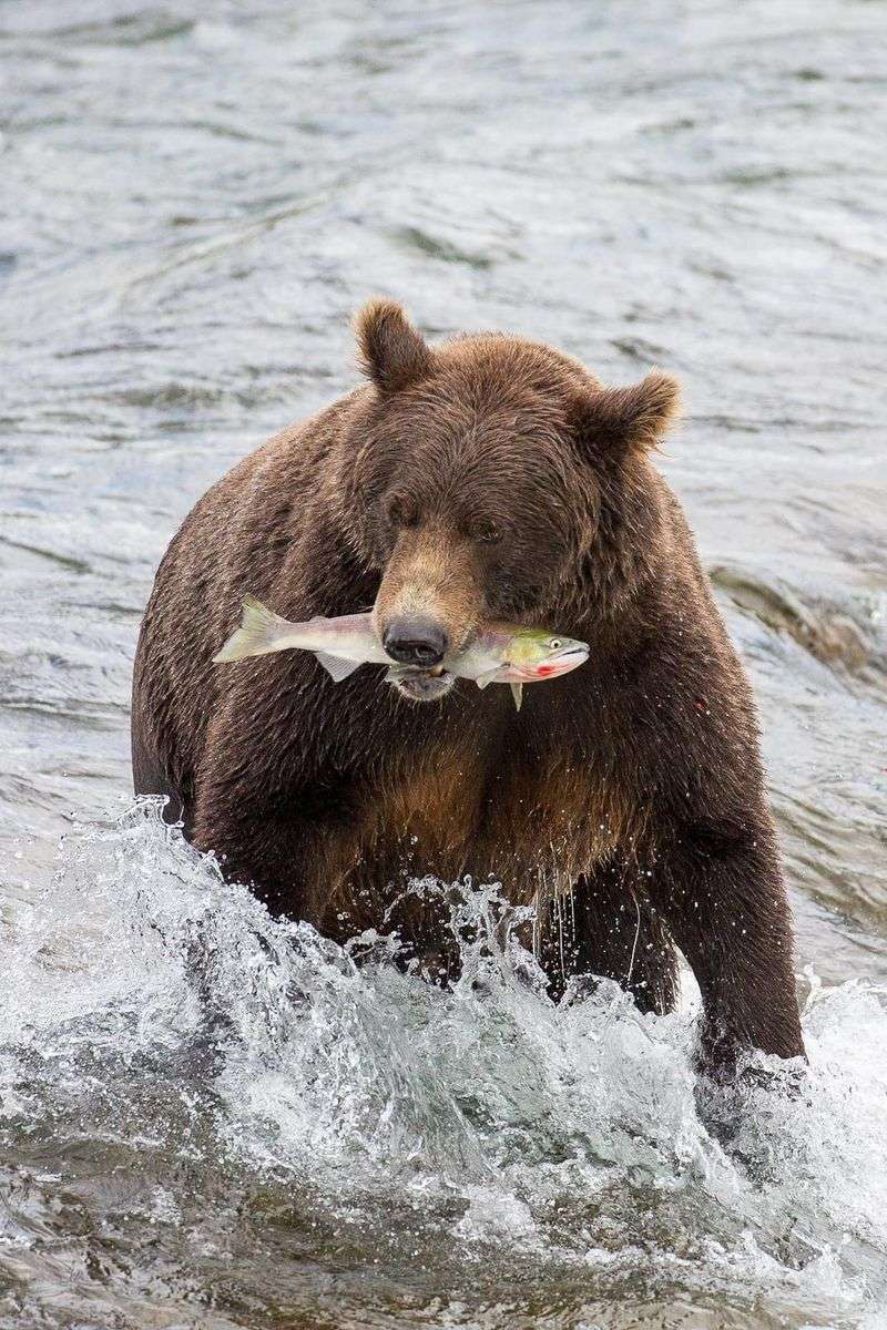 Brooks Falls Salmon Catching Spectacular