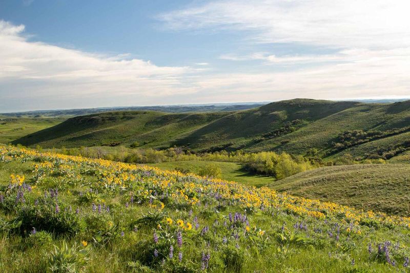 Banner: Hidden in the Foothills