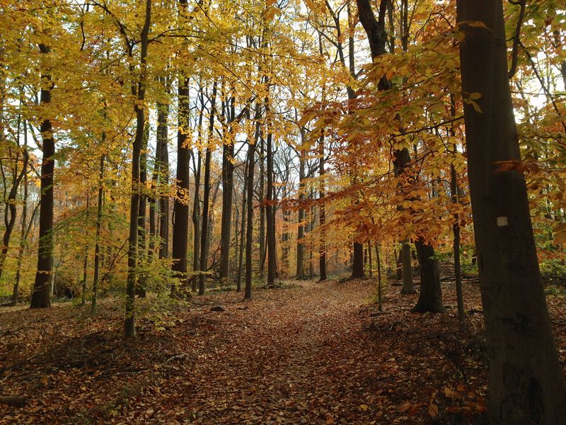 Watchung Reservation History Trail