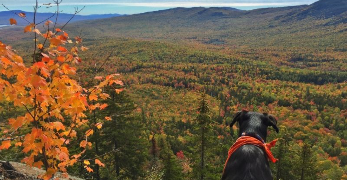 Your Guide To The Best Times And Spots To See Maine’s Stunning Fall Foliage In 2025
