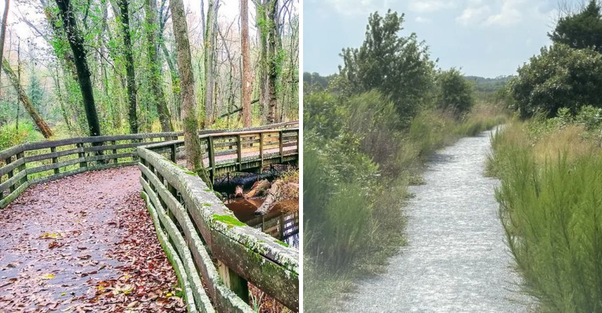 10 Hidden Delaware Hikes That Outshine Gordon’s Pond Route