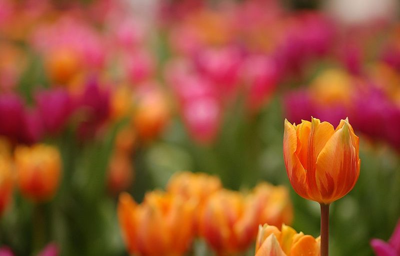 Tulip Bulbs