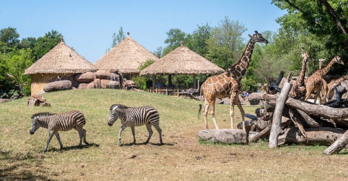 12 Incredible Zoos From Coast to Coast, Washington To Florida