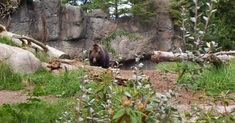 Woodland Park Zoo: Seattle's Lush Wildlife Haven