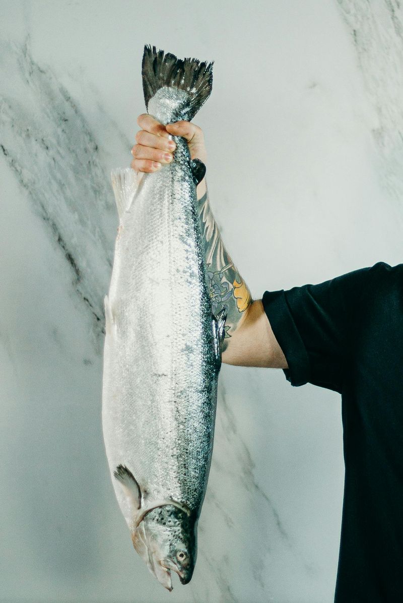 Salmon