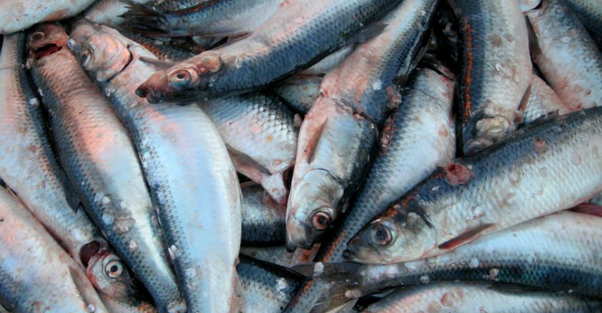 13 Healthy Fish Options Worth Adding To Your Weekly Meals