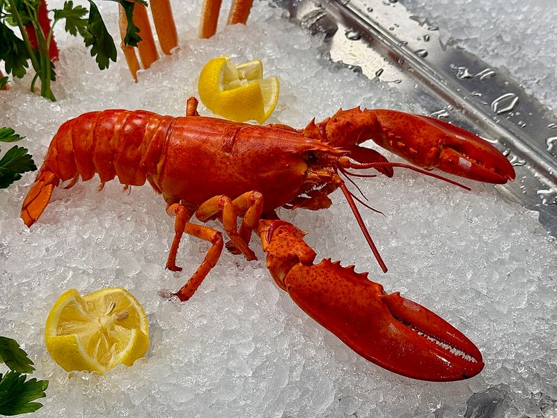 Lobster