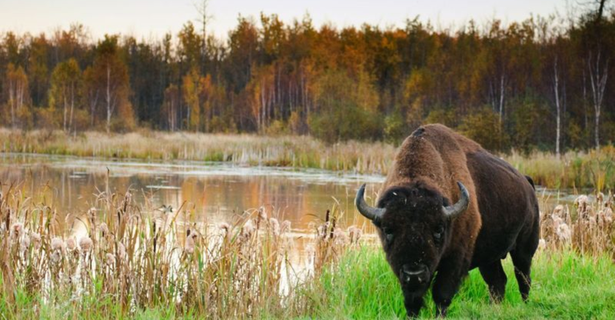 17 Wild Places In Montana And South Dakota Where Bison Still Roam