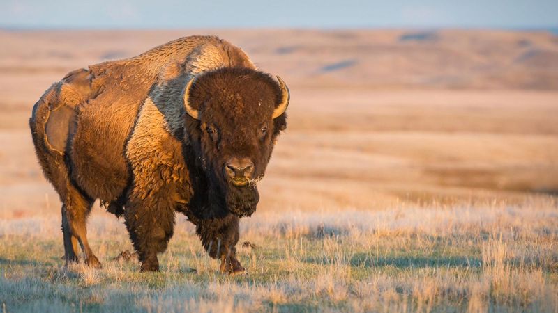 American Bison
