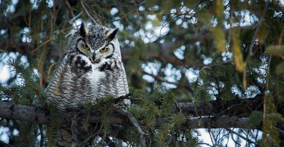 20 Must See Animals In Yellowstone National Park Wyoming That Make The Park Legendary