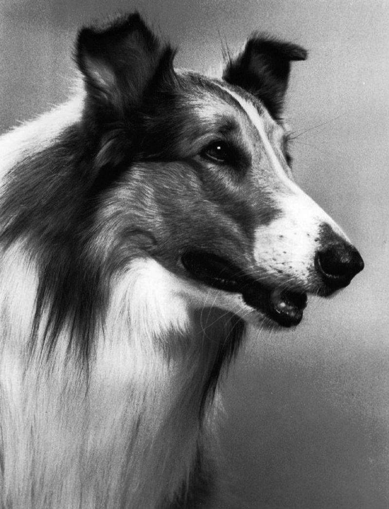 Lassie from Lassie