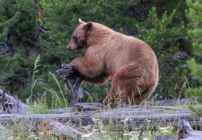 American Black Bear