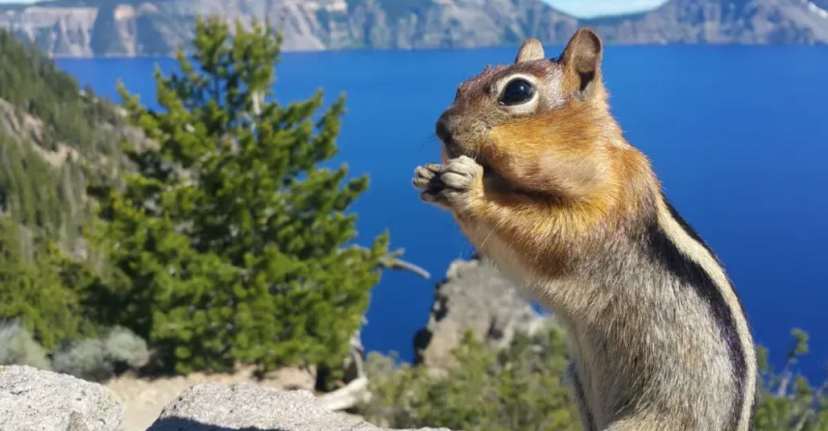 A Journey To Crater Lake National Park In Oregon Reveals All The Animals You Will See