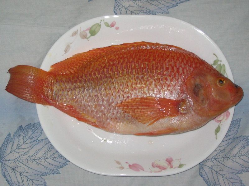 Tilapia