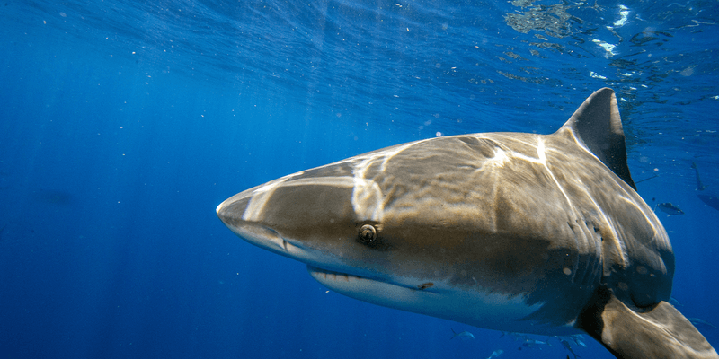 Shark-Infested Waters