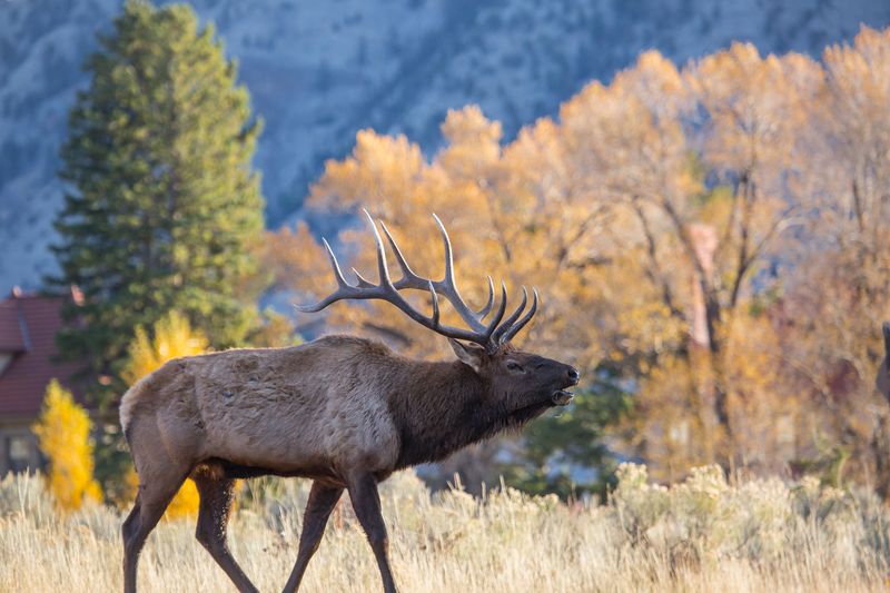 Elk