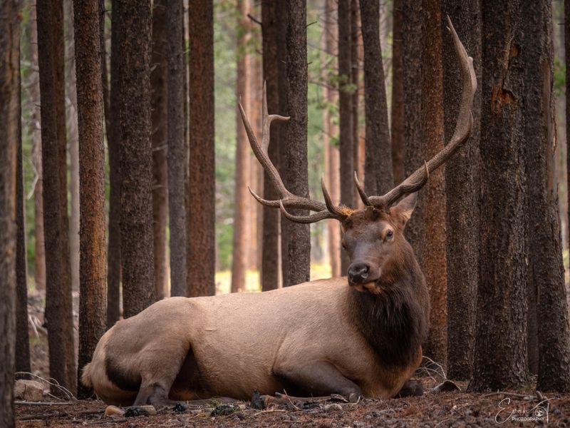 Elk