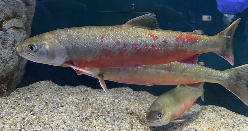 Arctic Char
