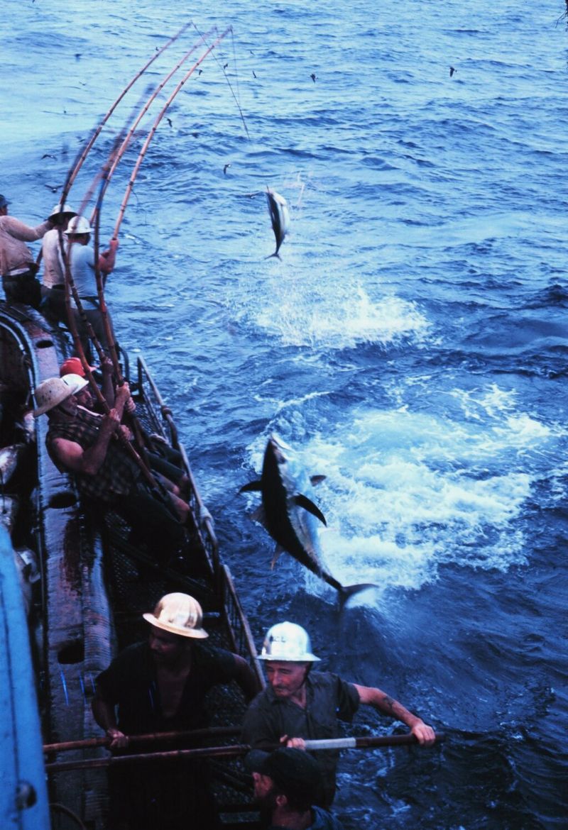 Bigeye Tuna