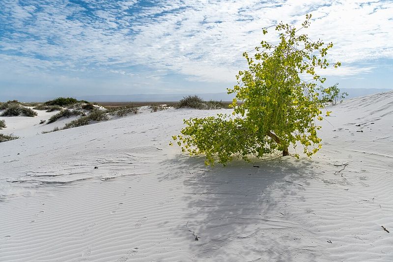 White Sands National Park (New Mexico)